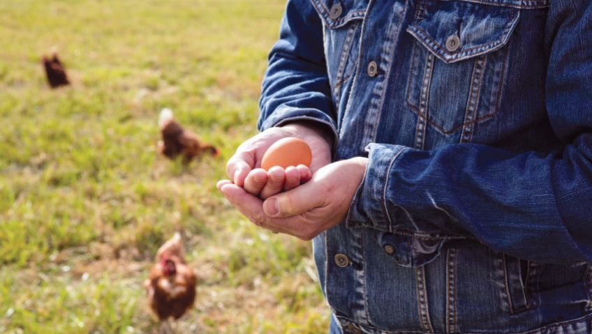 Good Eggs: Treating Chickens With Kindness